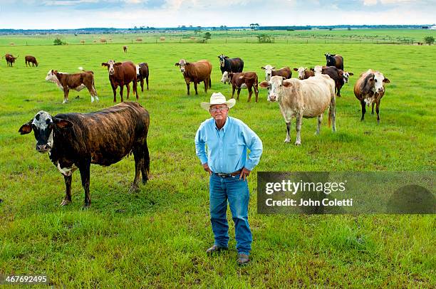 florida cattle rancher - ocala stock pictures, royalty-free photos & images