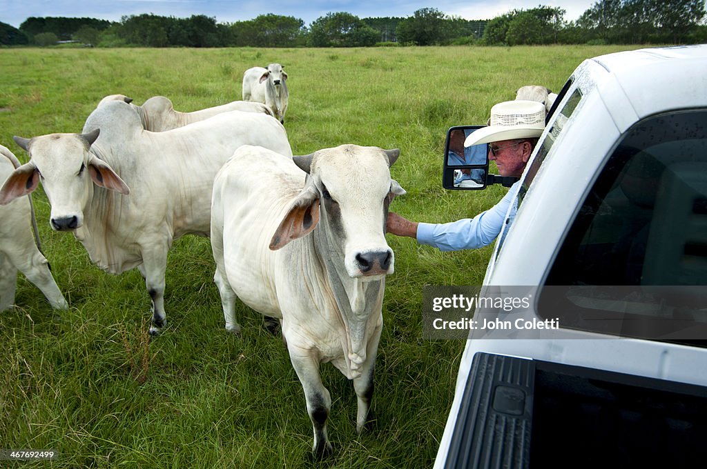 Florida Cattle Rancher