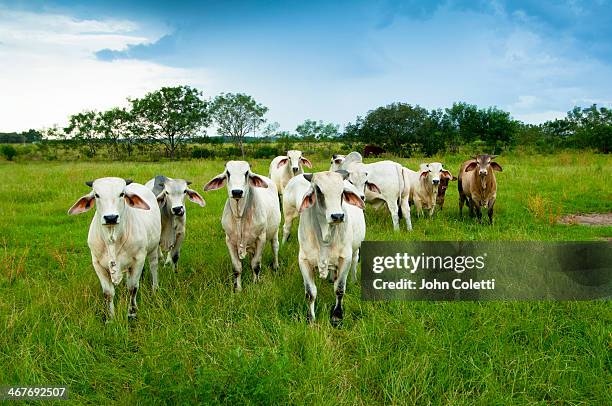 florida cattle ranch - ranch stockfoto's en -beelden