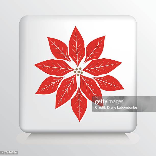 square icon with a big red and white poinsetta silhouette - christmas stars stock illustrations