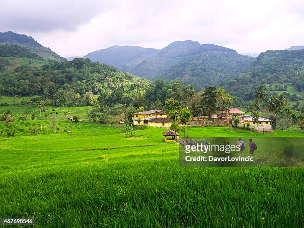 trekking in between rice fields in sri lanka - sawa stockfoto's en -beelden