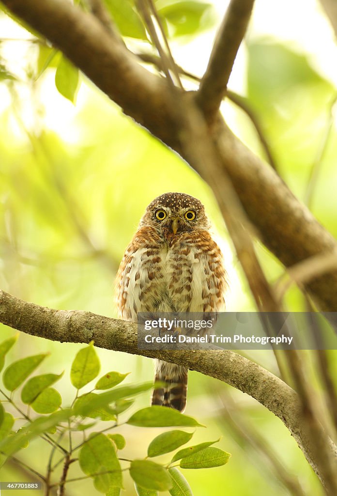 Cuban Pygmy Owl