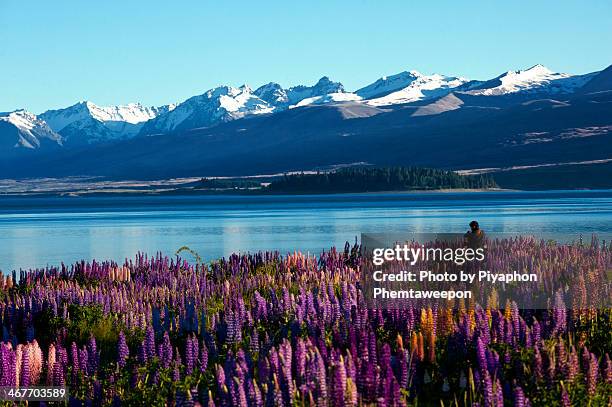 lupin at lake tekapo sounth island new zealand - lake tekapo new zealand stock pictures, royalty-free photos & images