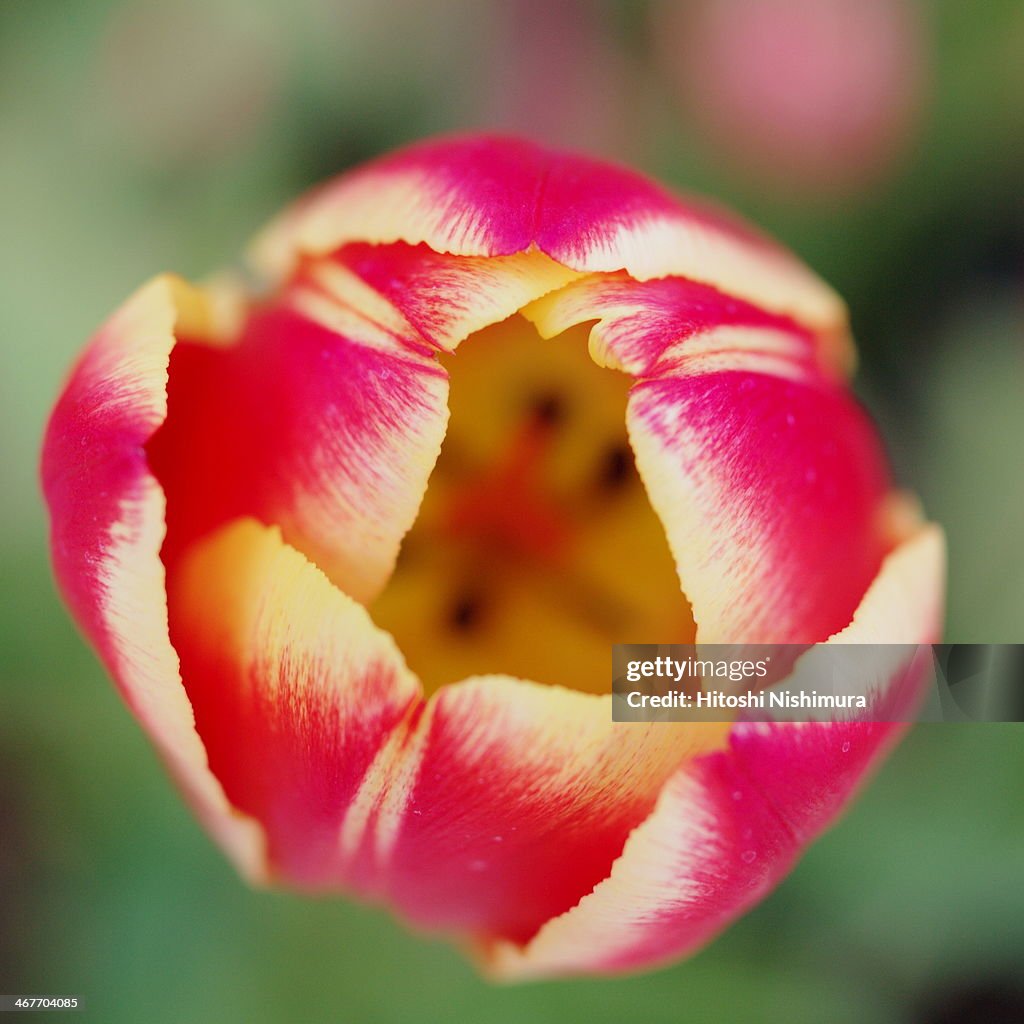 Ice tulip