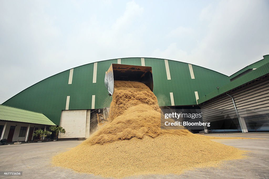 Harvest And Production As Rice Crop Affected By Drought