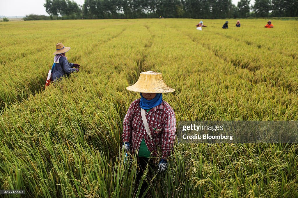 Harvest And Production As Rice Crop Affected By Drought