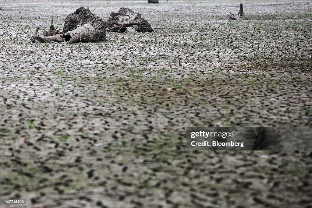 Harvest And Production As Rice Crop Affected By Drought