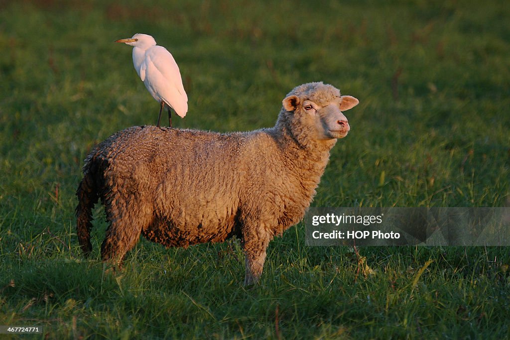 Cattle Egret - Bubulcus ibis