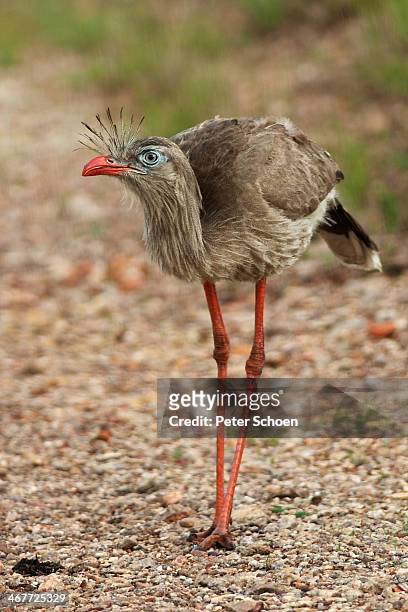 red-legged seriema - serra da canastra national park stock pictures, royalty-free photos & images