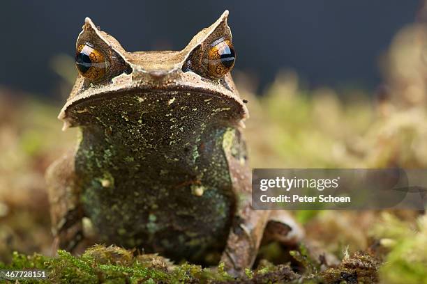 malaysian horned frog - asian leaf frog stock pictures, royalty-free photos & images