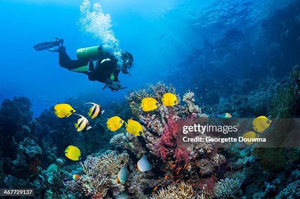 scuba diver with butterflyfish - plongée sous marine autonome photos et images de collection