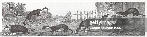 fox and ferrert engraving - ferret stock illustrations