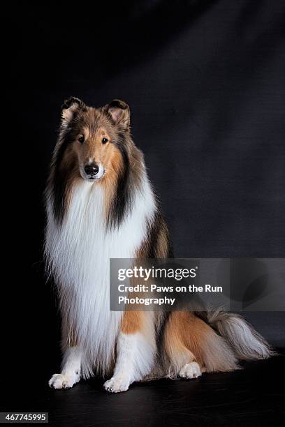 rough collie - collie stock pictures, royalty-free photos & images