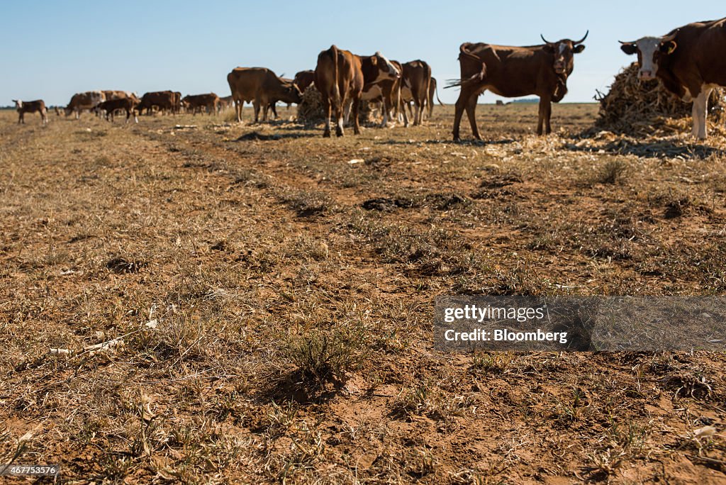 Worst South African Drought in 22 Years Imperils Grain Farmers