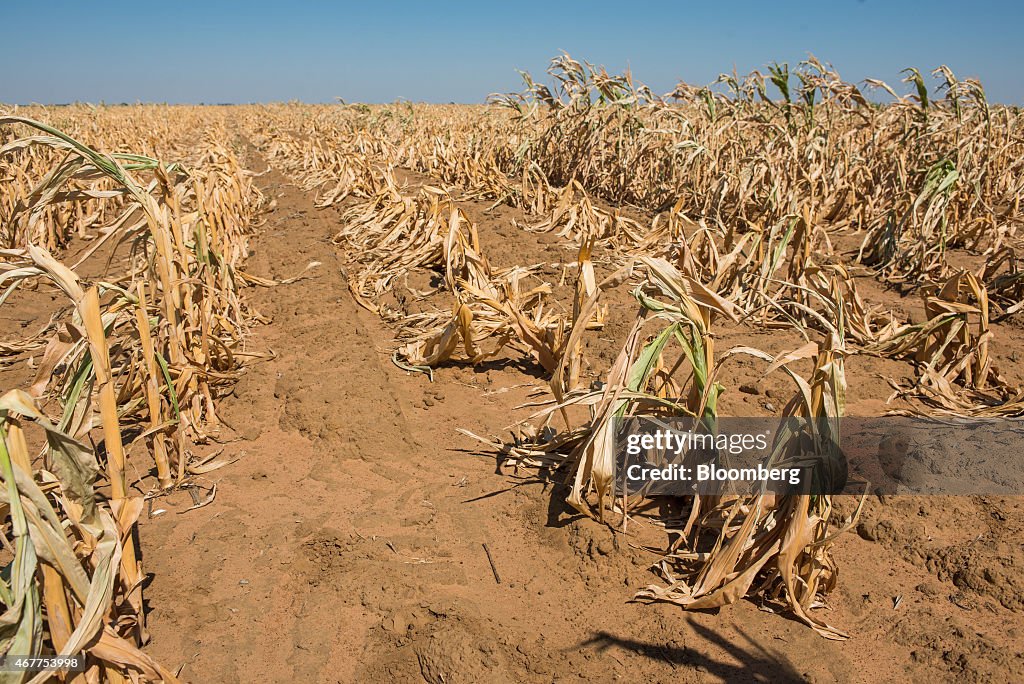 Worst South African Drought in 22 Years Imperils Grain Farmers