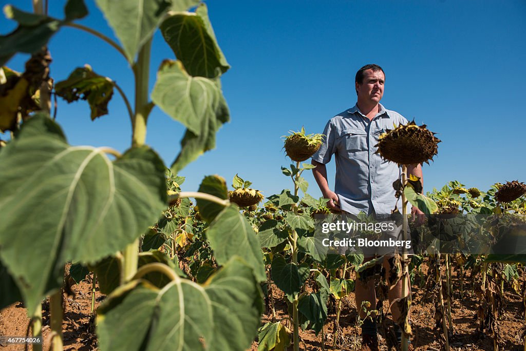 Worst South African Drought in 22 Years Imperils Grain Farmers