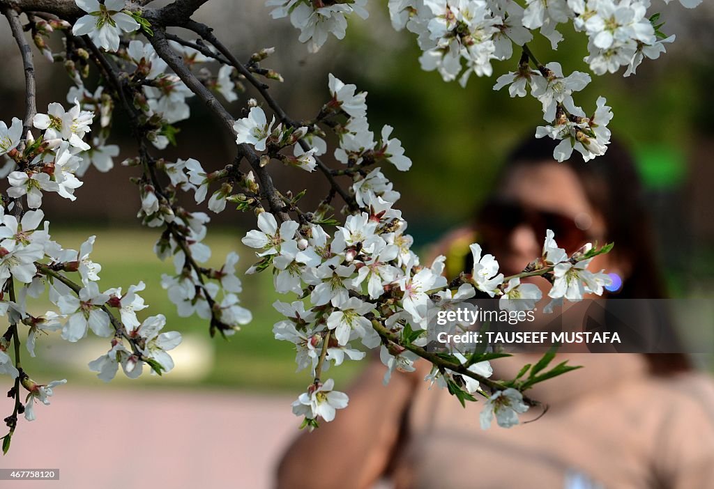 INDIA-KASHMIR-ALMOND-SPRING