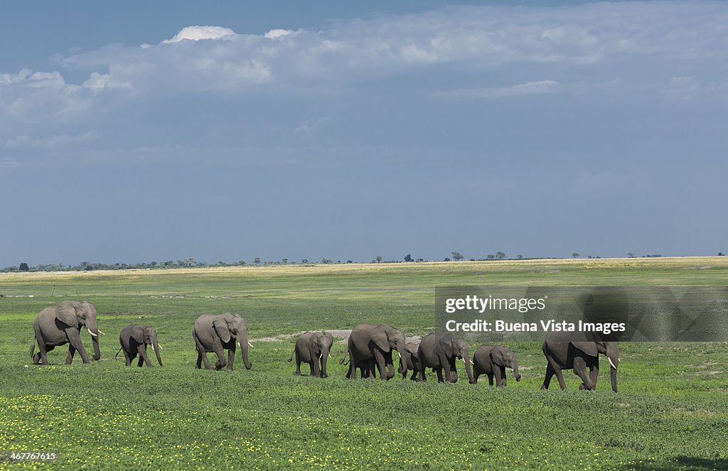 Elephants (Loxodonta africana) in a green grasslan