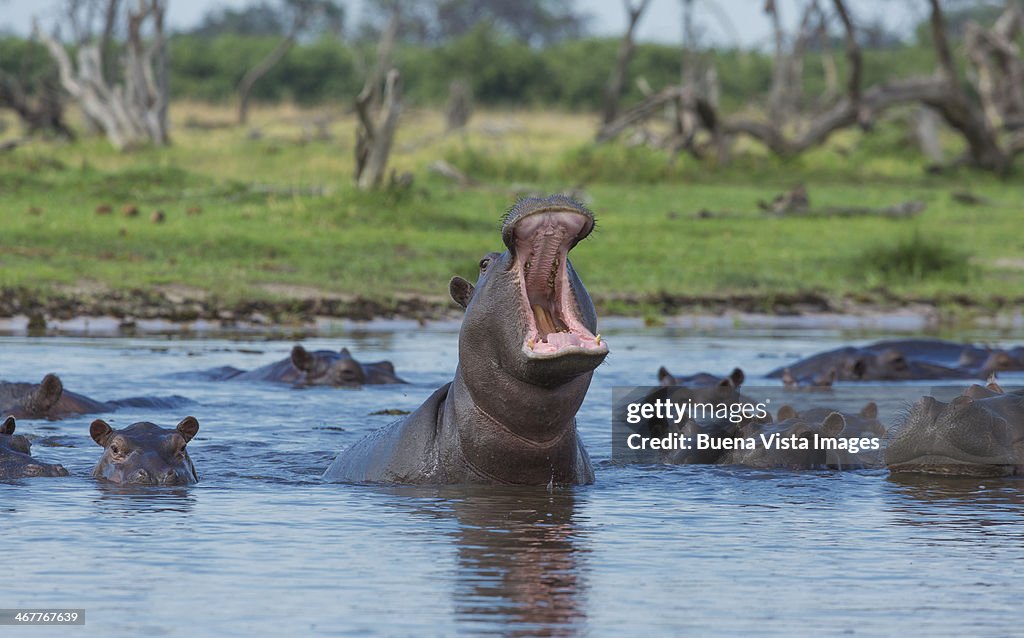 Threatening hippo (Hippoptamus amphibius) in a pon