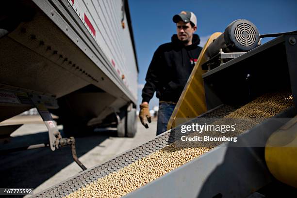 Crop consultant Kyle Anderson monitors Monsanto Co. Asgrow soybeans traveling along a conveyor during a delivery at the Crop Protection Services...