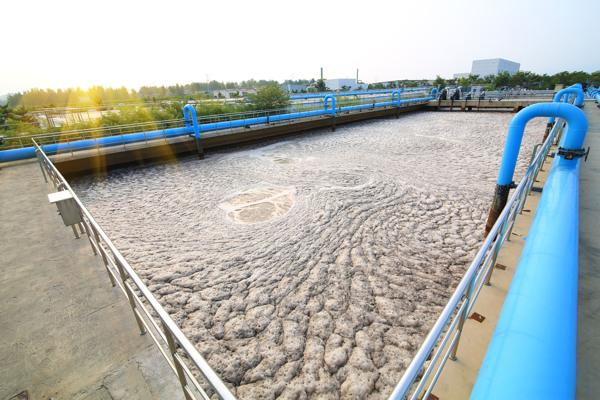 activated sludge