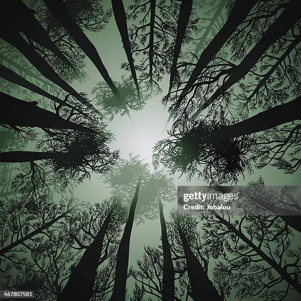 tall pines - canopy stock illustrations