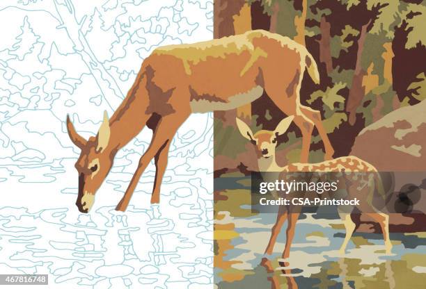 deer drinking - fawn stock illustrations