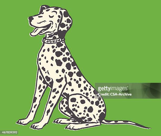 panting dalmatian - dalmatian dog stock illustrations