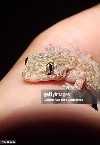 moorish gecko (tarentola mauritanica) - tarentola stock pictures, royalty-free photos & images