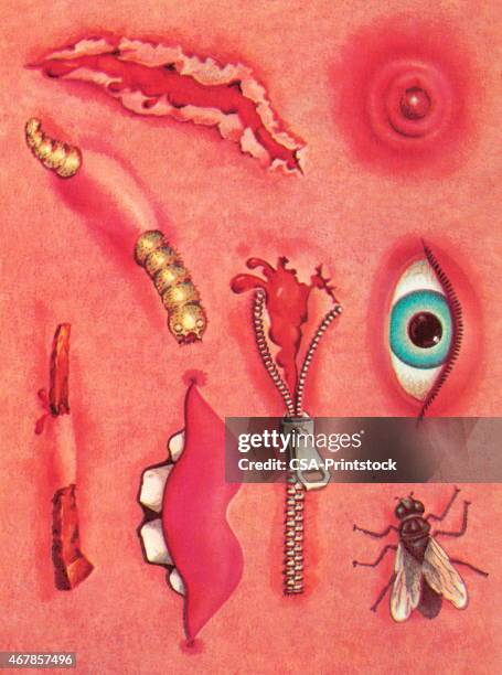 Insect Body Bitmap 1,115 Insect Anatomy Stock Photos, High-Res Pictures, and Images ...