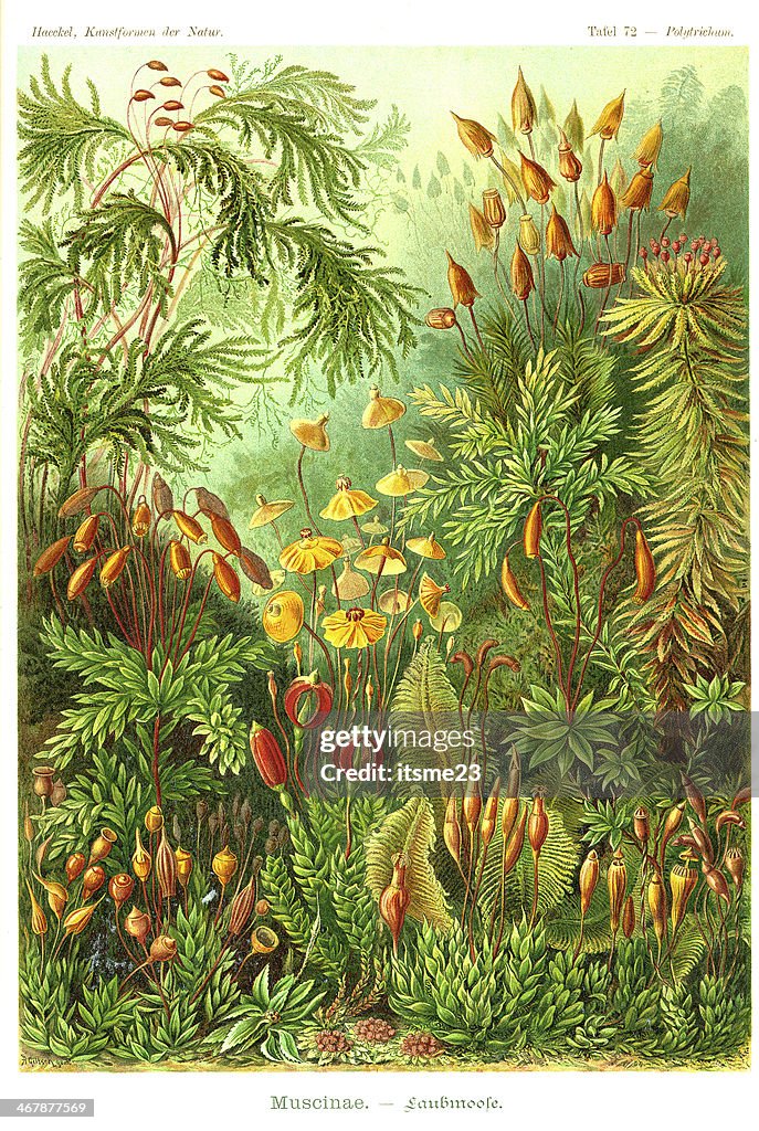 Fauna KdN t072 Polytrichum - Muscinae