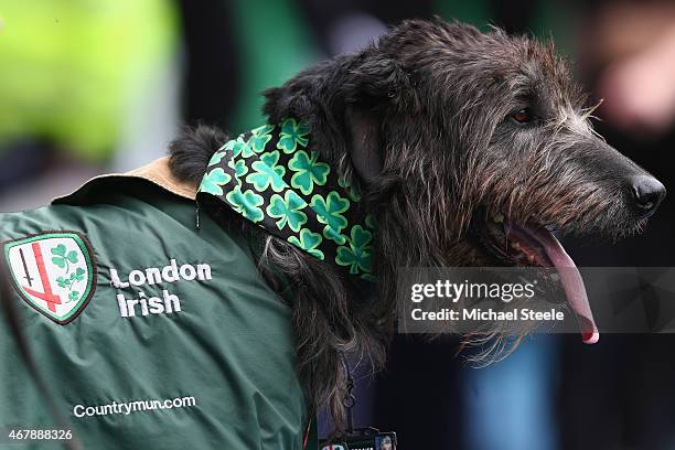 Irish Wolfhound looks on from the sidelines during the Aviva Premiership match between London Irish and Newcastle Falcons at the Madejski Stadium on...