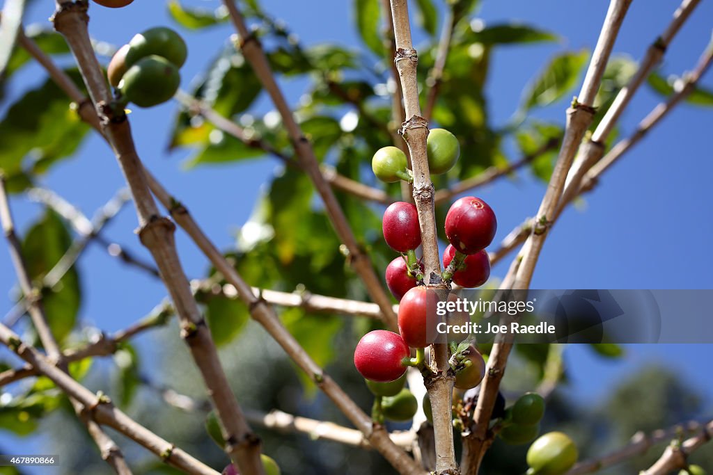 The Coffee Economy In Costa Rica