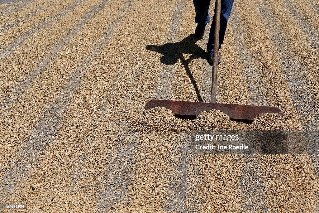 The Coffee Economy In Costa Rica