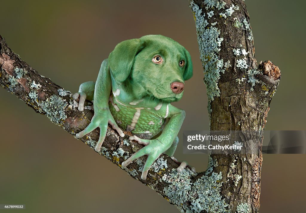 Frog Ratter Dog Frog Dog High-Res Stock Photo - Getty Images