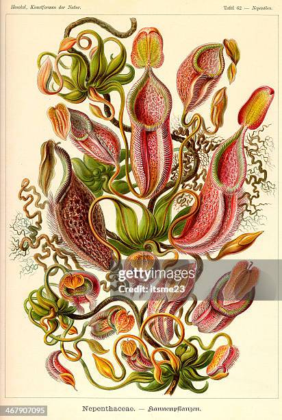 fauna kdn t062 nepenthes - nepenthaceae - carnivorous plant stock illustrations