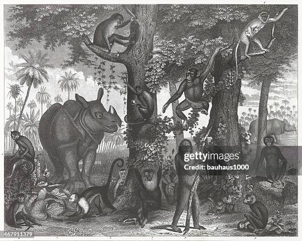 rhino and primates engraving - macaque stock illustrations