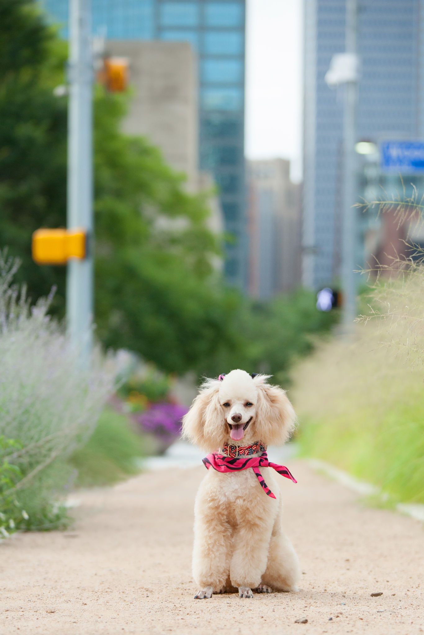 dog park Dallas