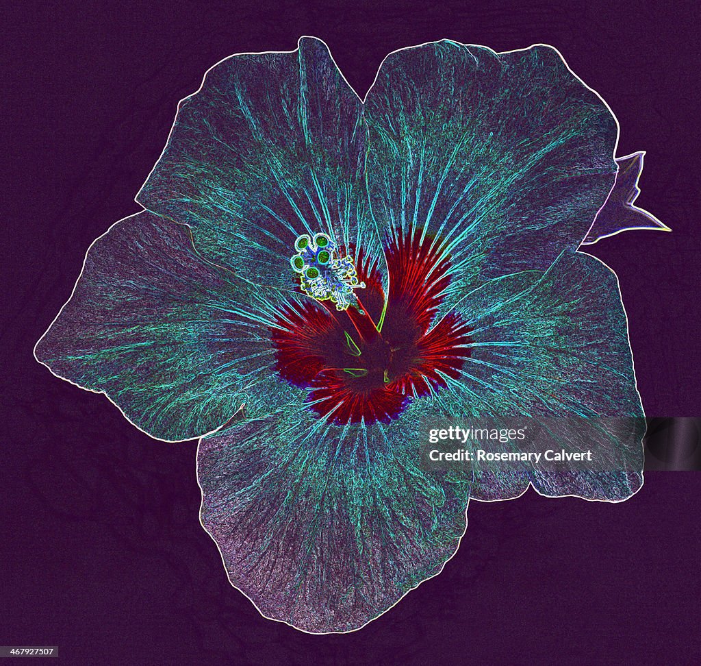 Colourful digitally enhanced hibiscus.