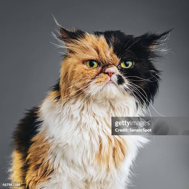 square portrait of a persian cat looking at camera. - harig fysieke beschrijving stockfoto's en -beelden