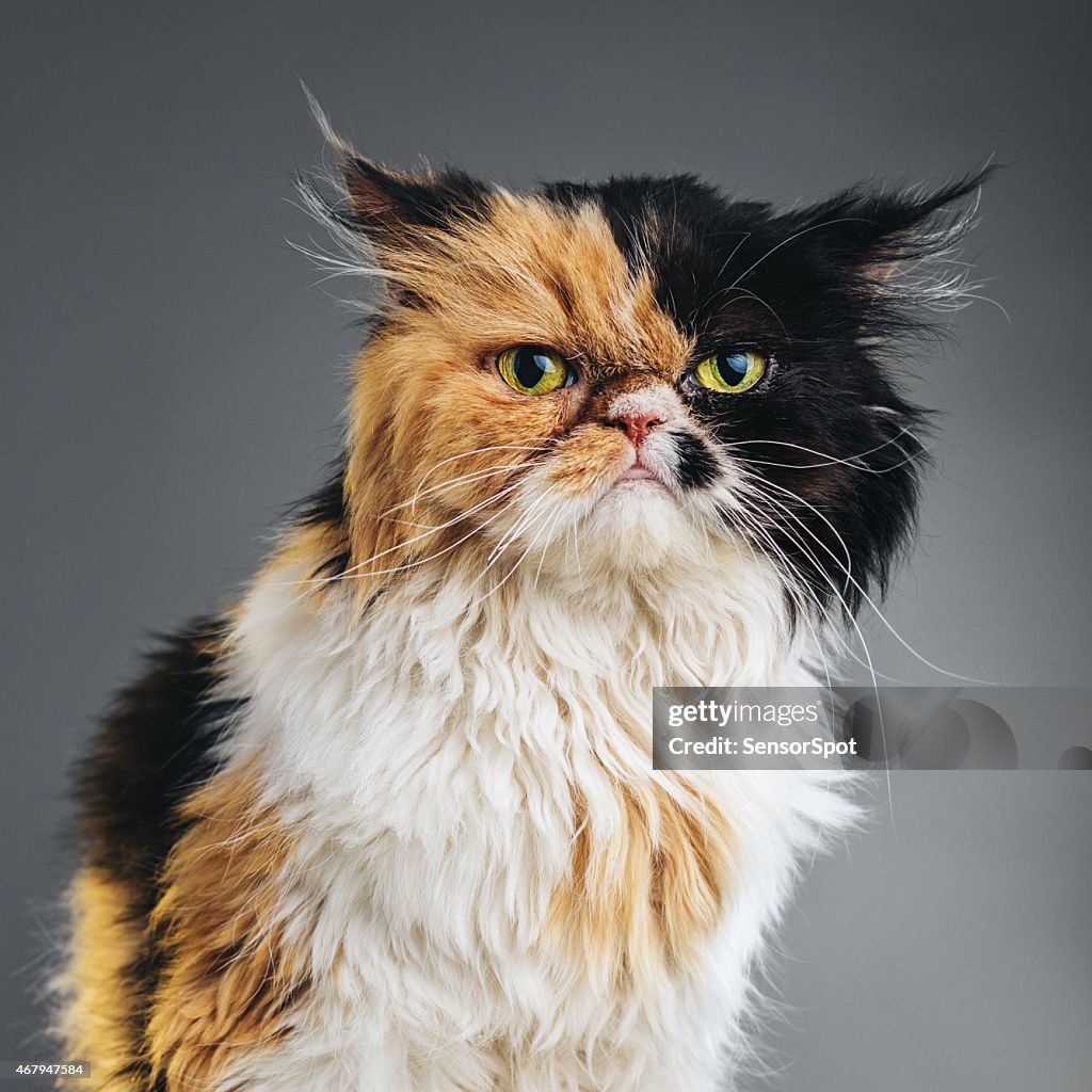 Square Portrait of a Persian Cat Looking at Camera.