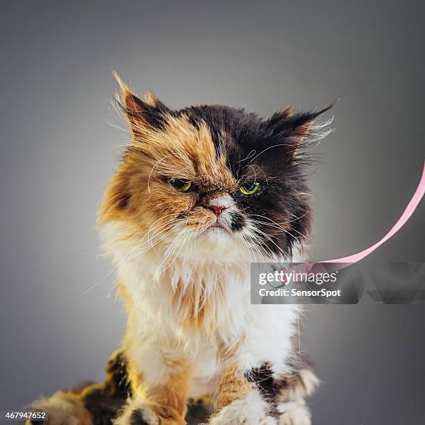 square portrait of a persian cat with pink leash. - dog leash stock pictures, royalty-free photos & images