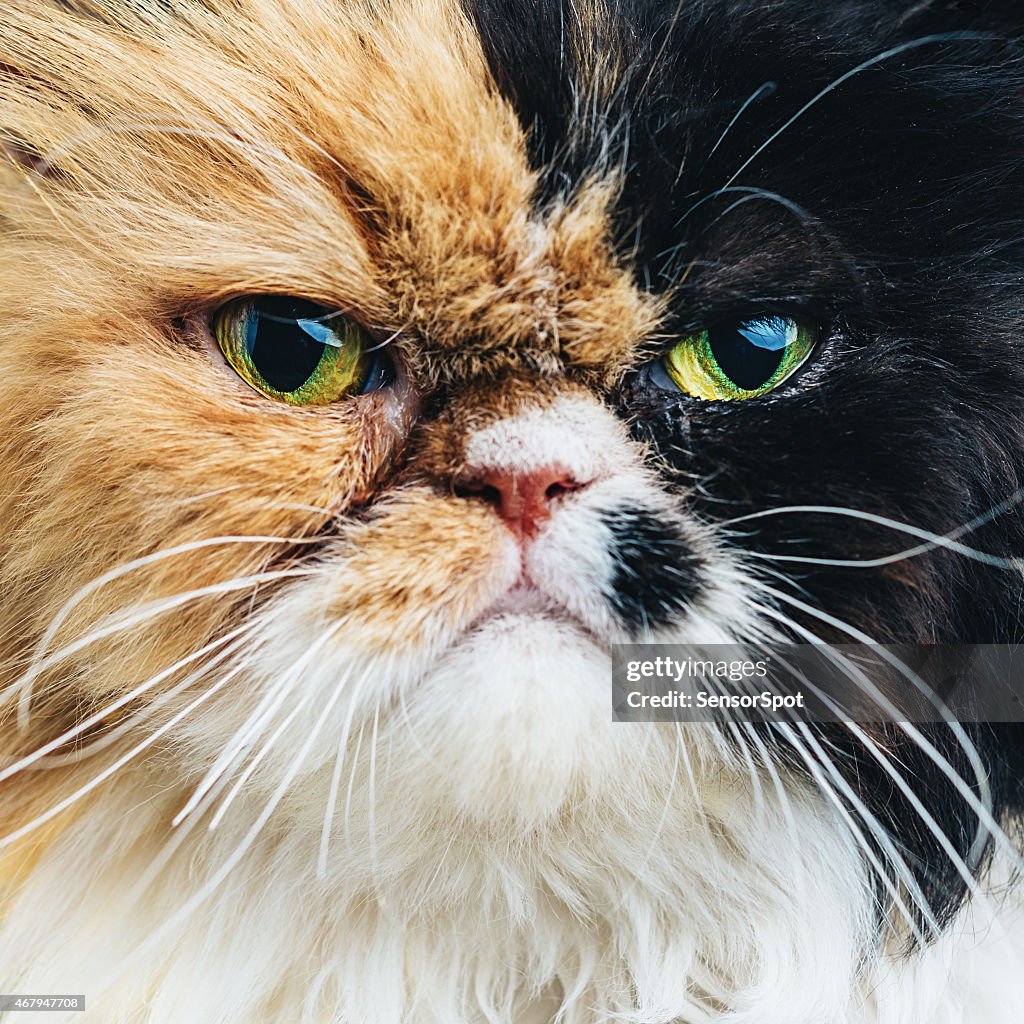 Close Up Portrait of a Persian Cat