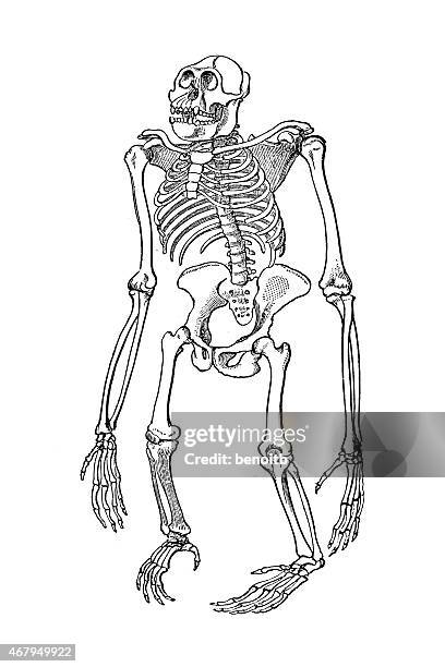 gorilla skeleton - gorilla hand stock illustrations