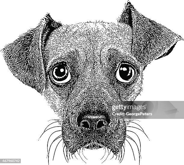 funny dog face - puckering stock illustrations