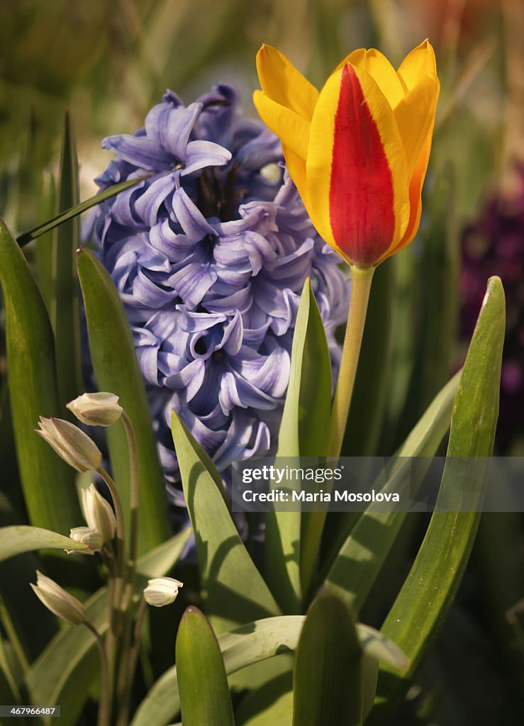 Blue Hyacinth Blossom and Yellow Red Tulip
