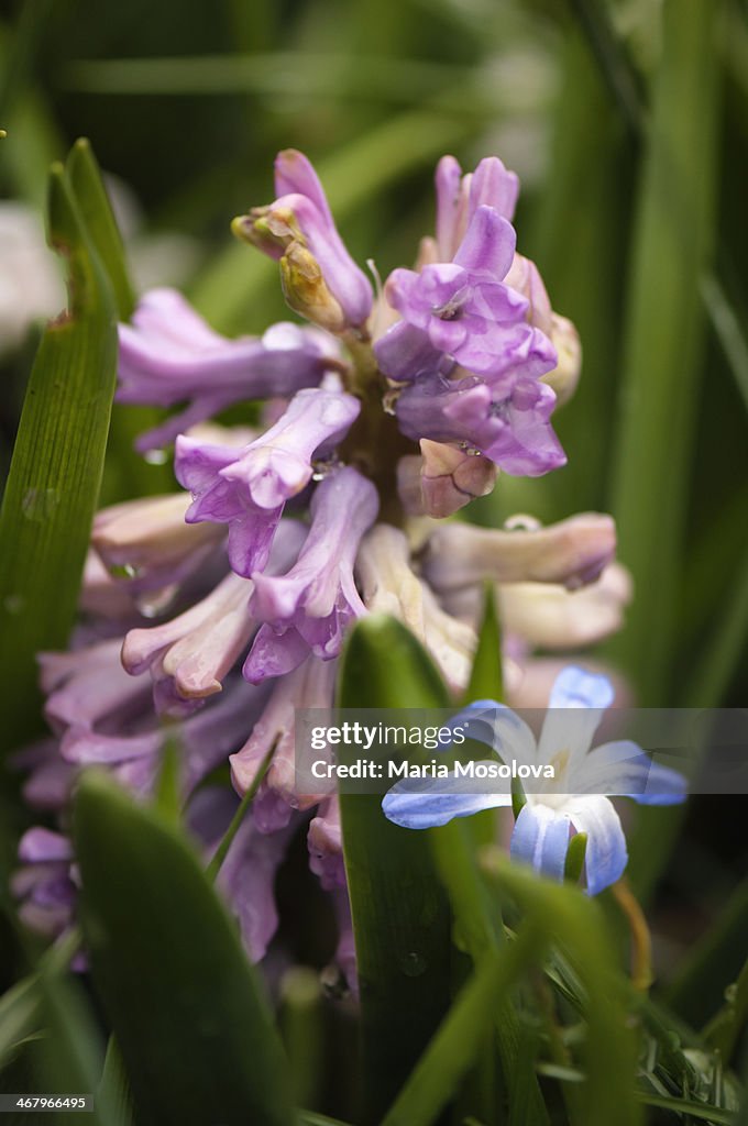Lavender Hyacinth Blossom and Blue Scilla