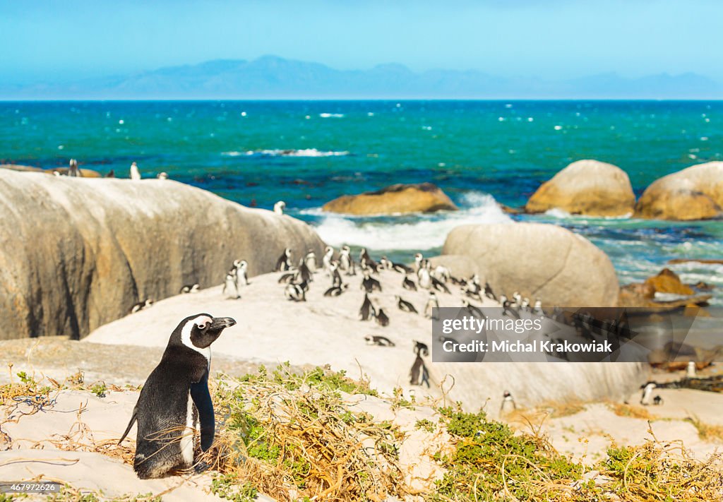 Colonia de pingüinos africanos en rocky beach en el sur de África