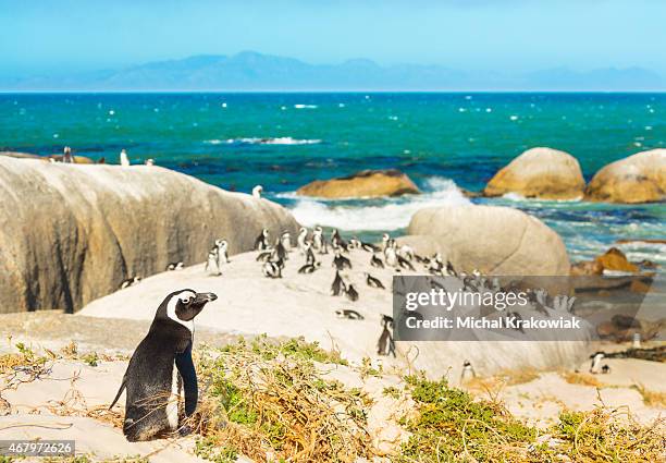 colony of african penguins on rocky beach in south africa - pinguïn stockfoto's en -beelden