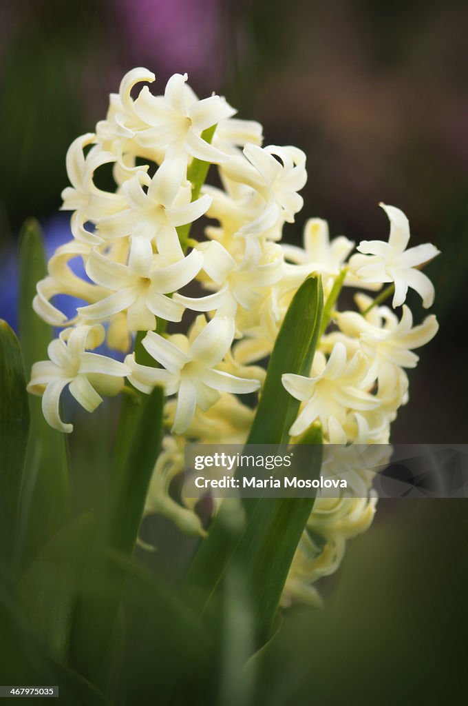 Light Yellow Hyacinth Blossoms